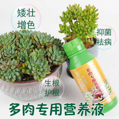 多肉植物專用營養液使用指南 防徒長與生根增色的最佳選擇